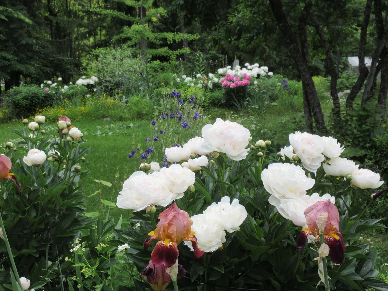 May & June Flower Garden Tours at Camp Lavender