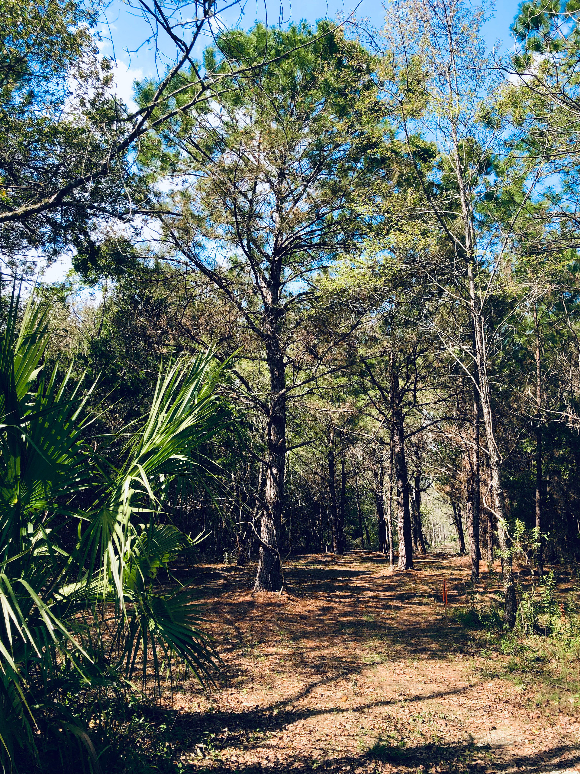 Edisto Maritime Forest Camp