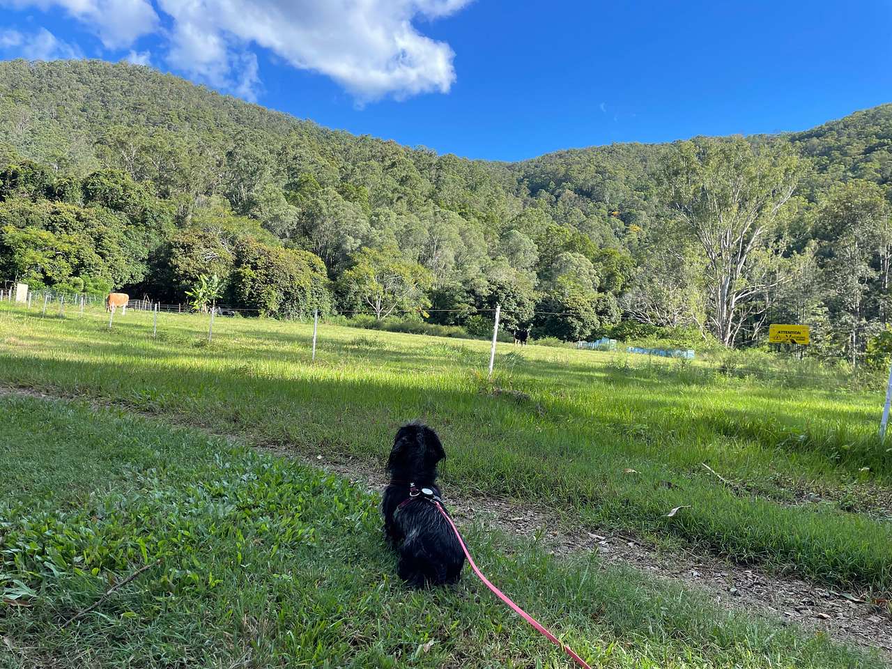 Watching the cows.