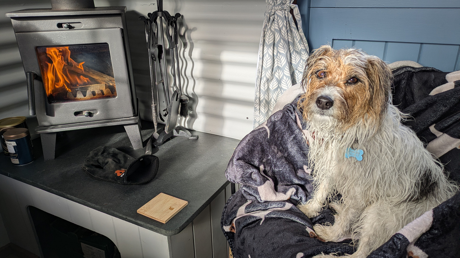 Warm cozy dog
