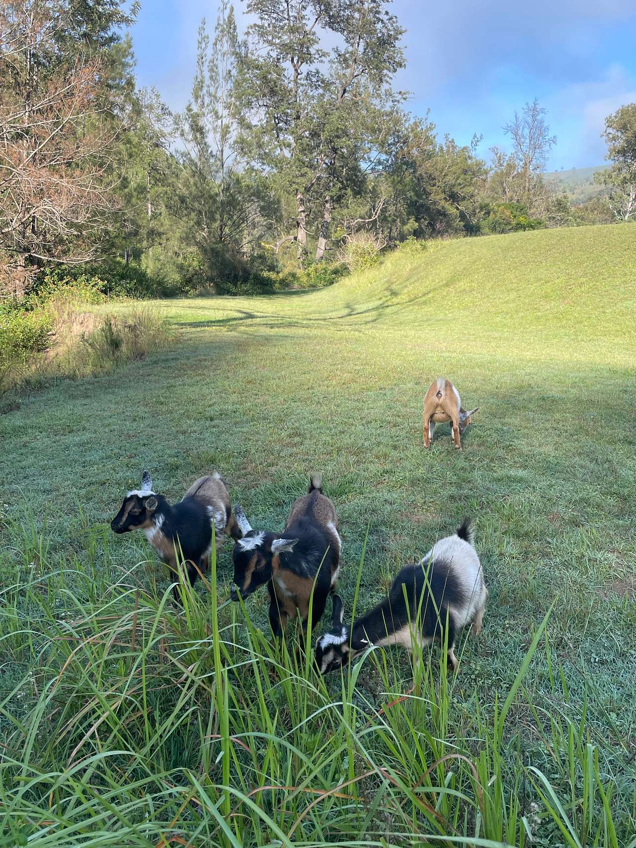 Applewood Farm