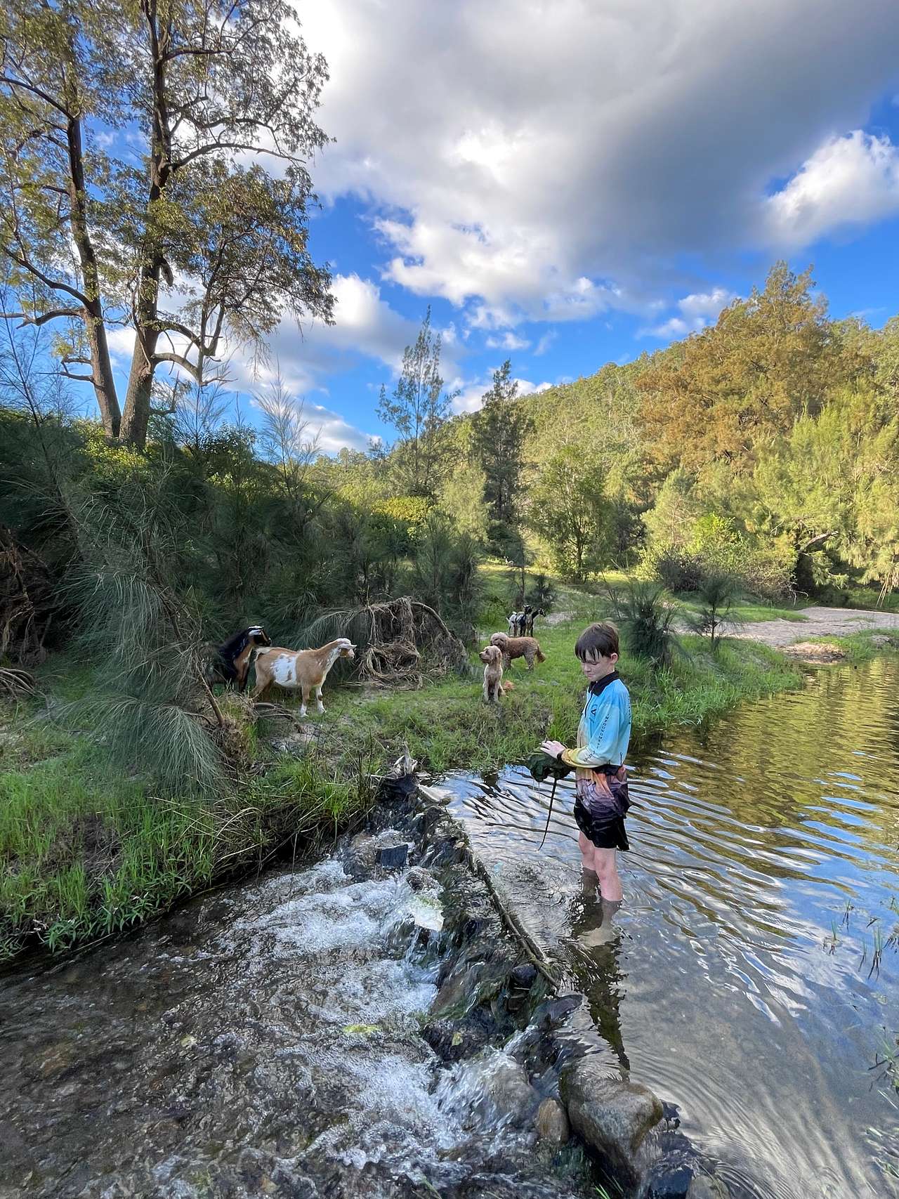 Fern Gully swimming hole 