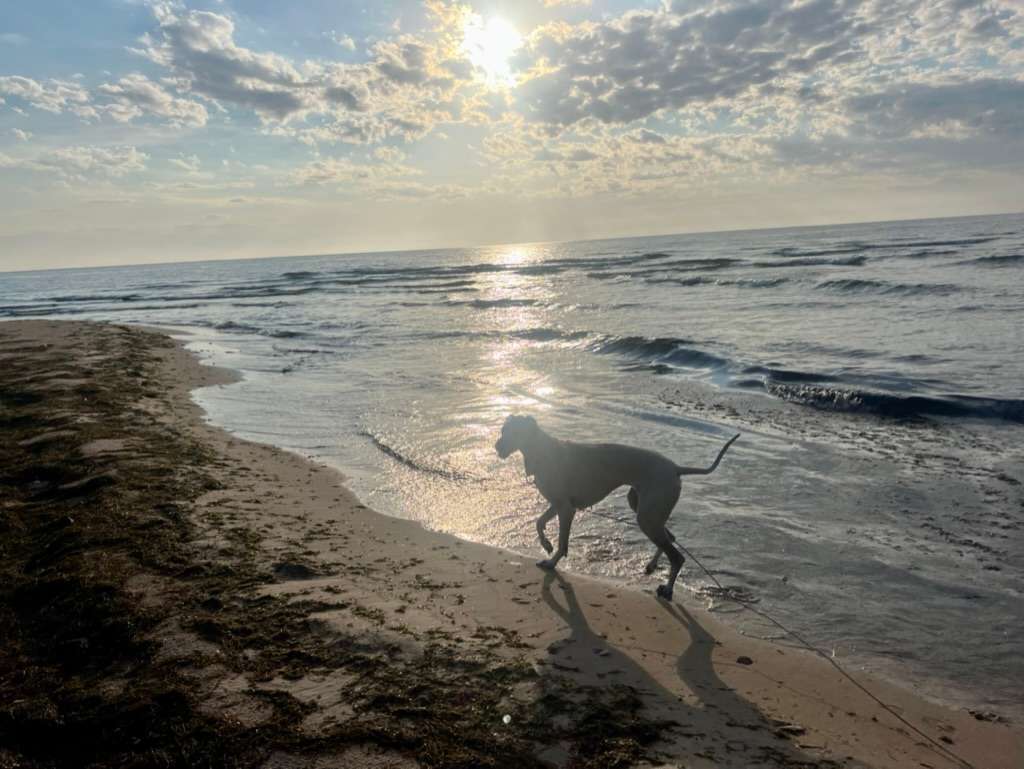 Pinecone Beach