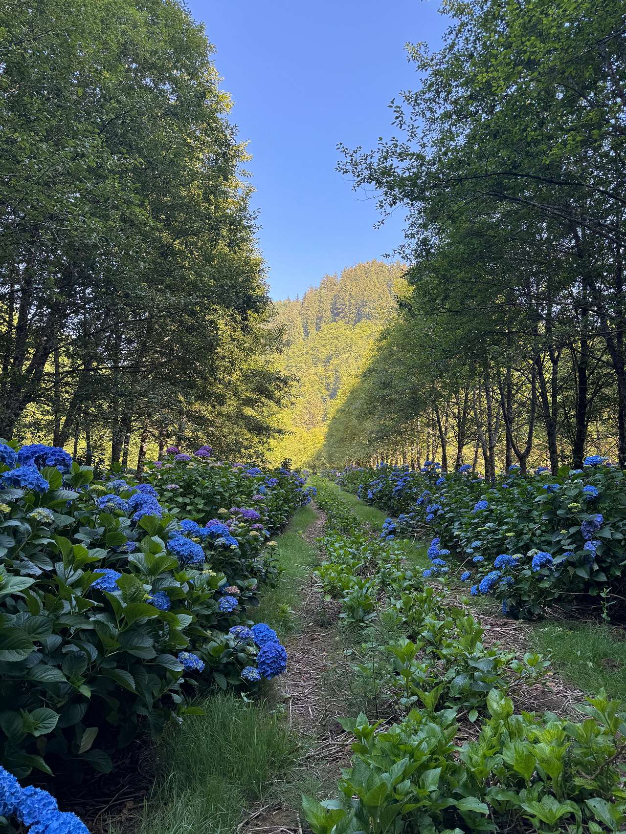 The Hydrangea Ranch