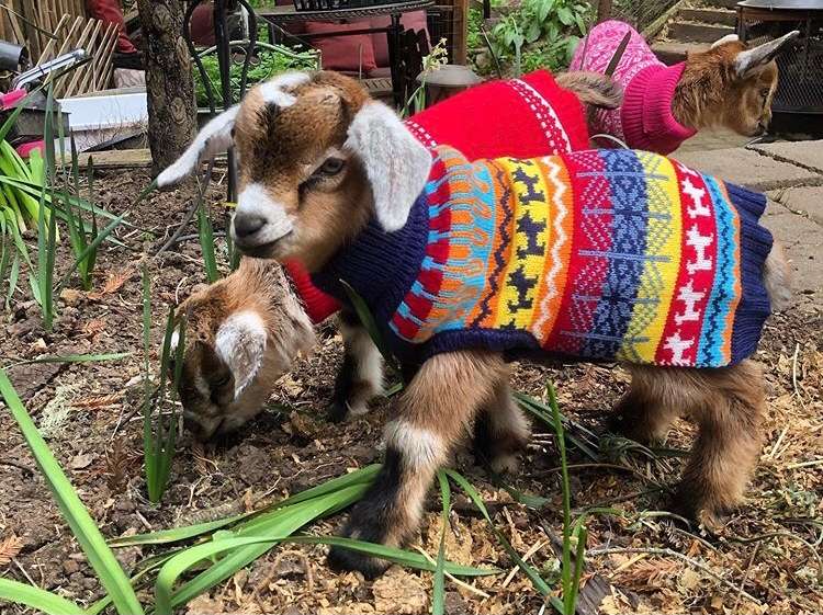 Kinderwood Homestead Adventure