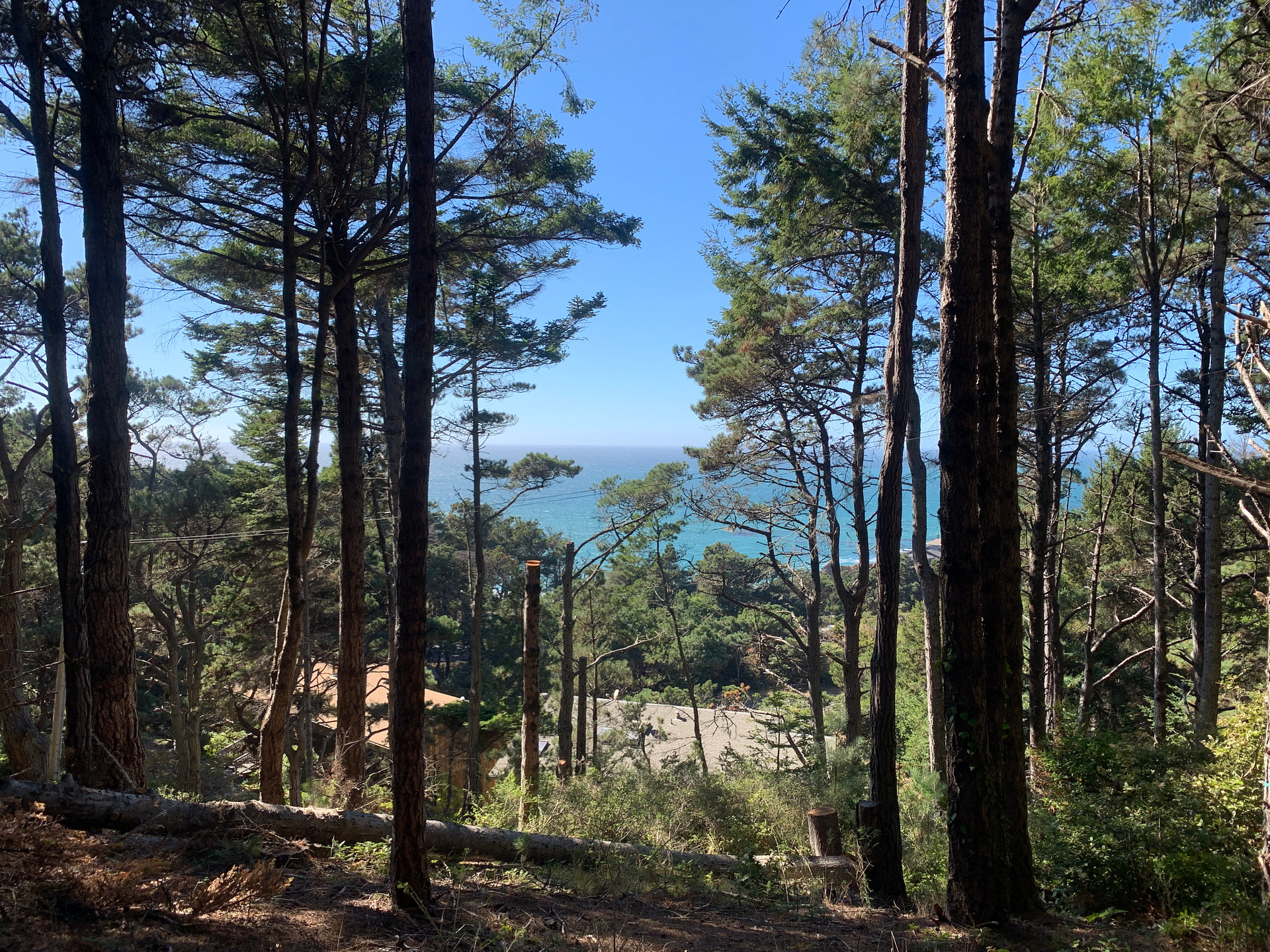 Private Ocean View Among the Trees