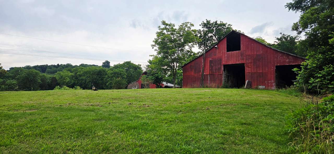 A weathered early-1900s mule barn stands proudly across the open pasture, its faded red boards and timeworn frame carrying the marks of generations past. Surrounded by quiet Tennessee countryside, the scene feels untouched by time rugged, authentic, and full of old farm character. Peacocks roam the grass nearby, adding an unexpected touch of charm to this historic rural landscape.