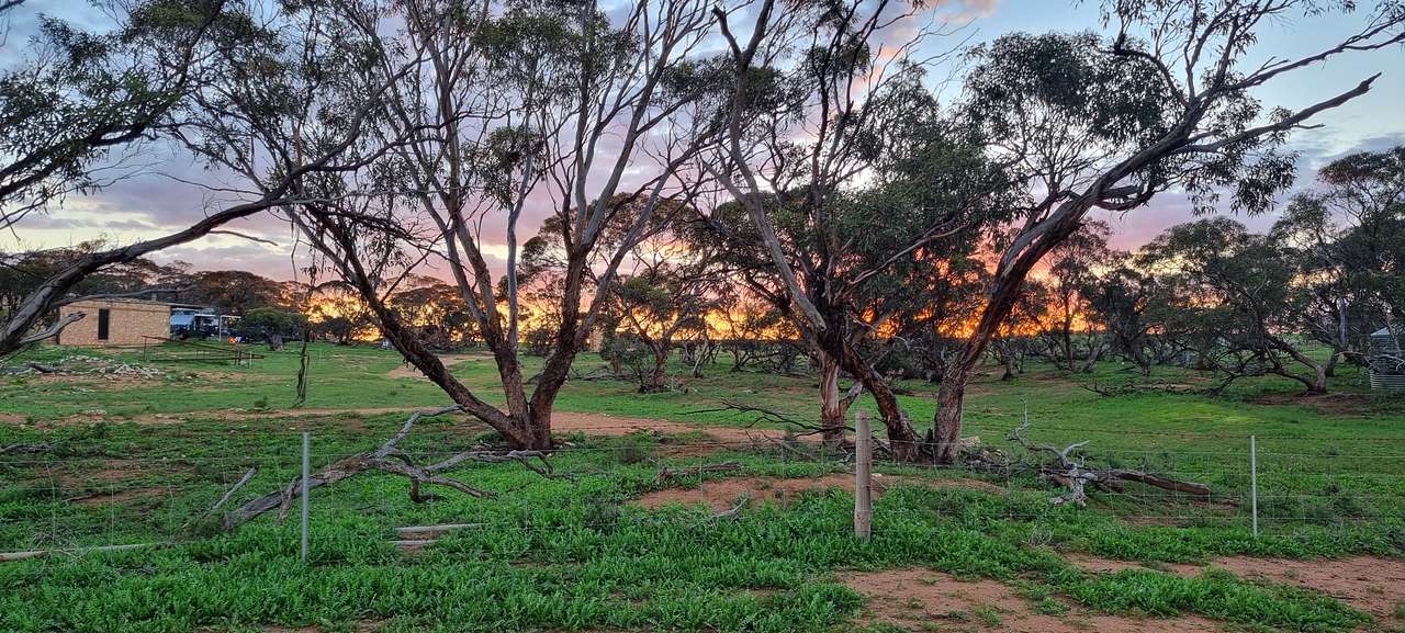 Wandering Kangaroo
