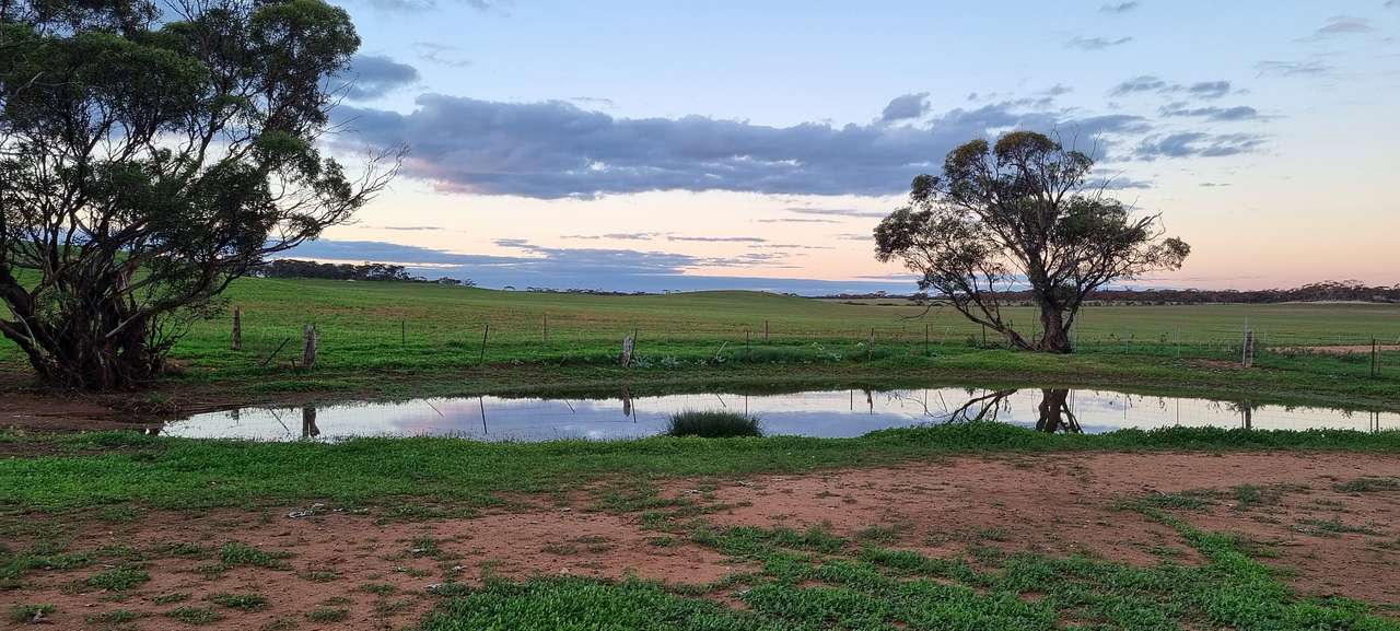 Wandering Kangaroo