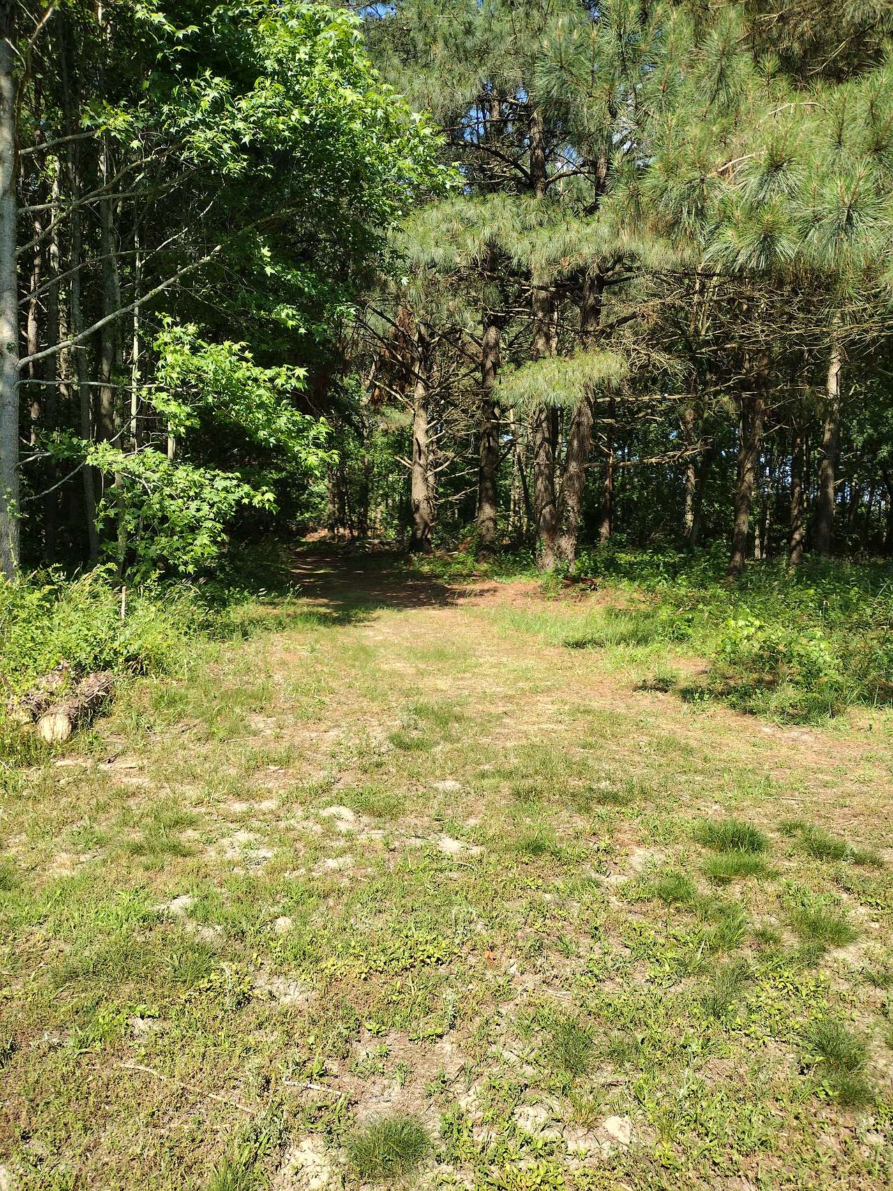 Drifted Pines