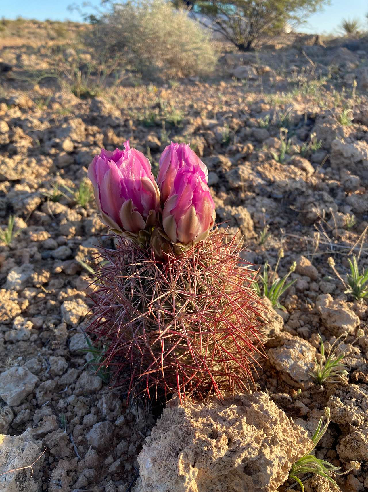 Primitive Desert Camping