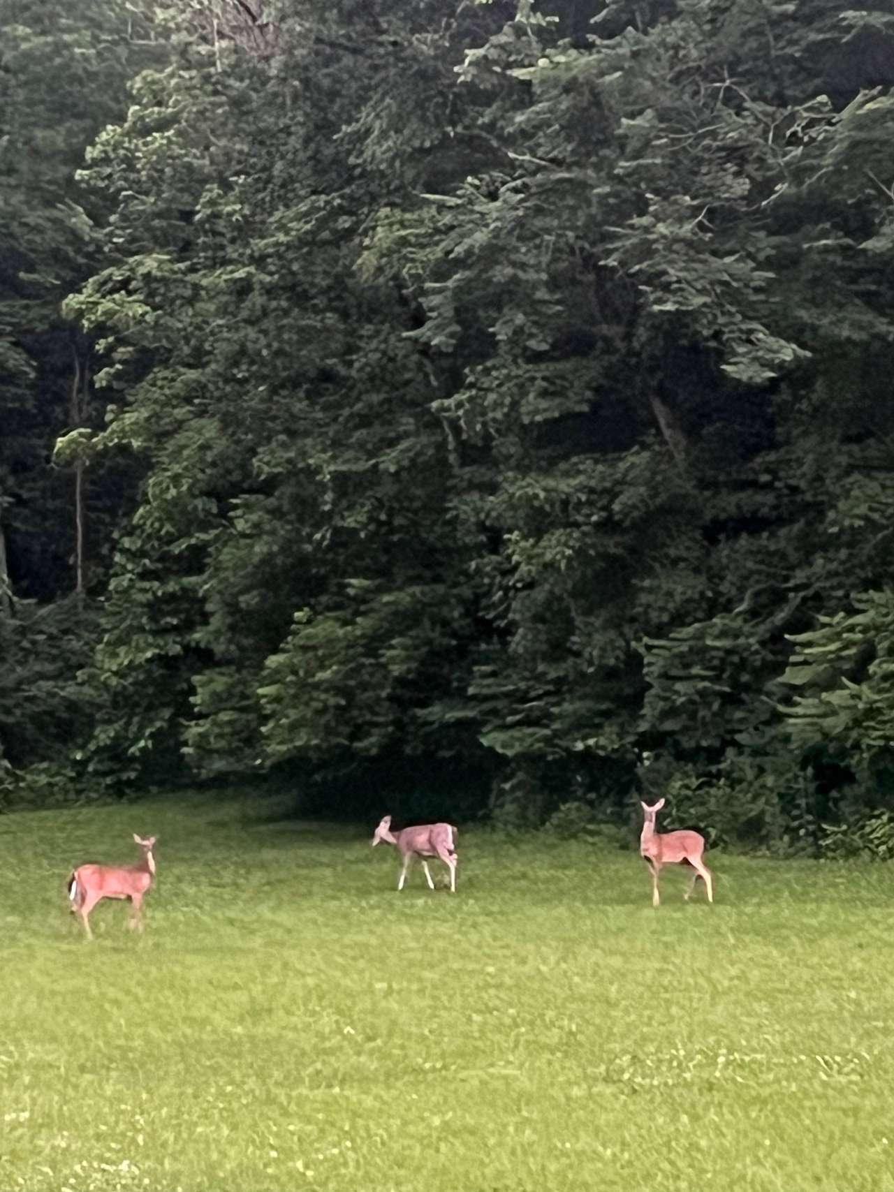 Edge of Appalachia at North Fork