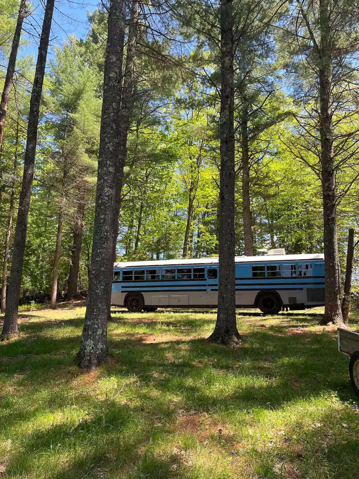 Bluebird in the Pines
