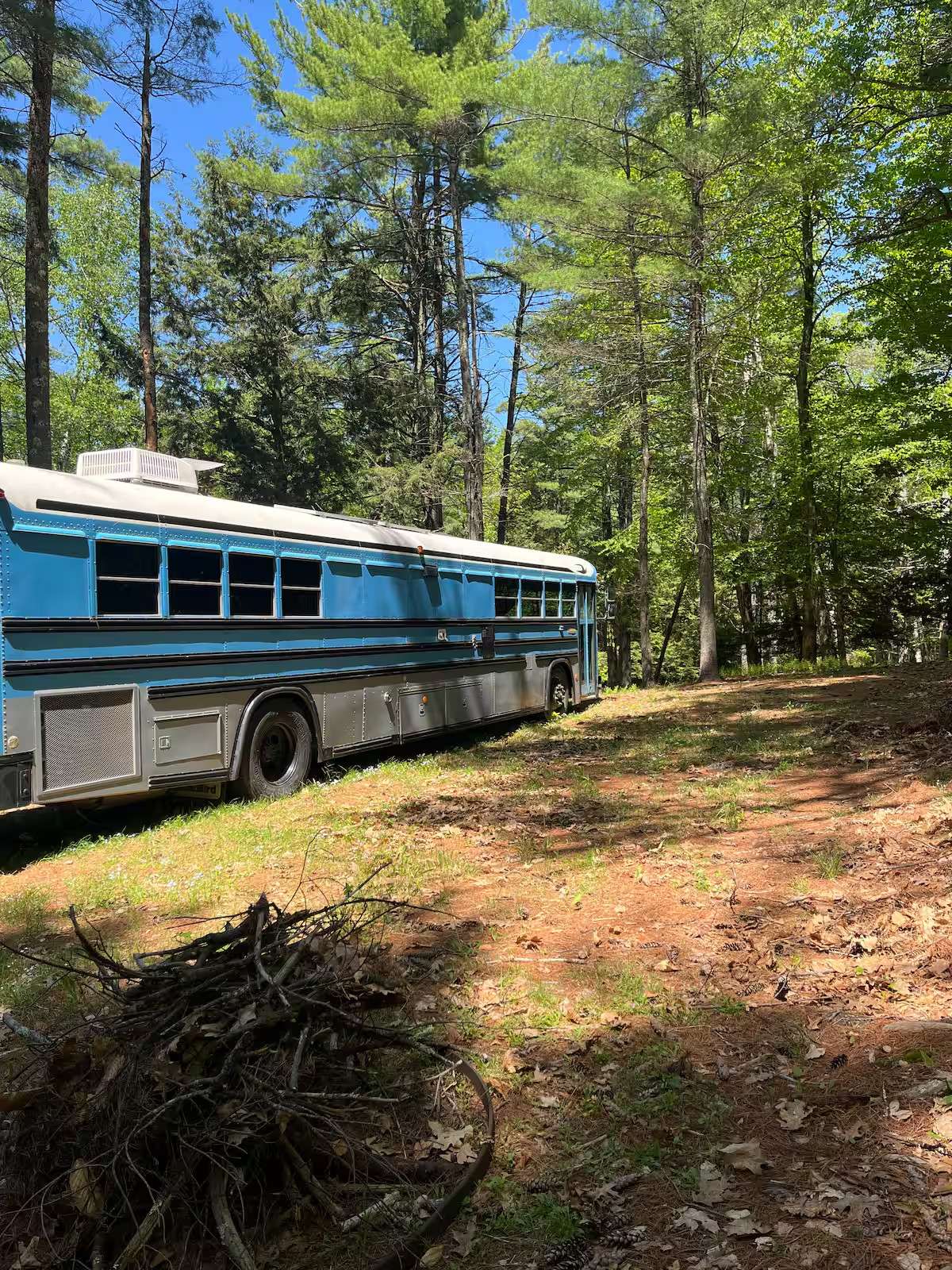 Bluebird in the Pines