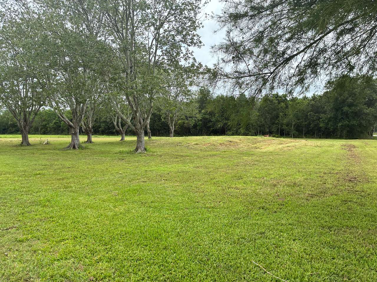 Palmetto Ponderosa