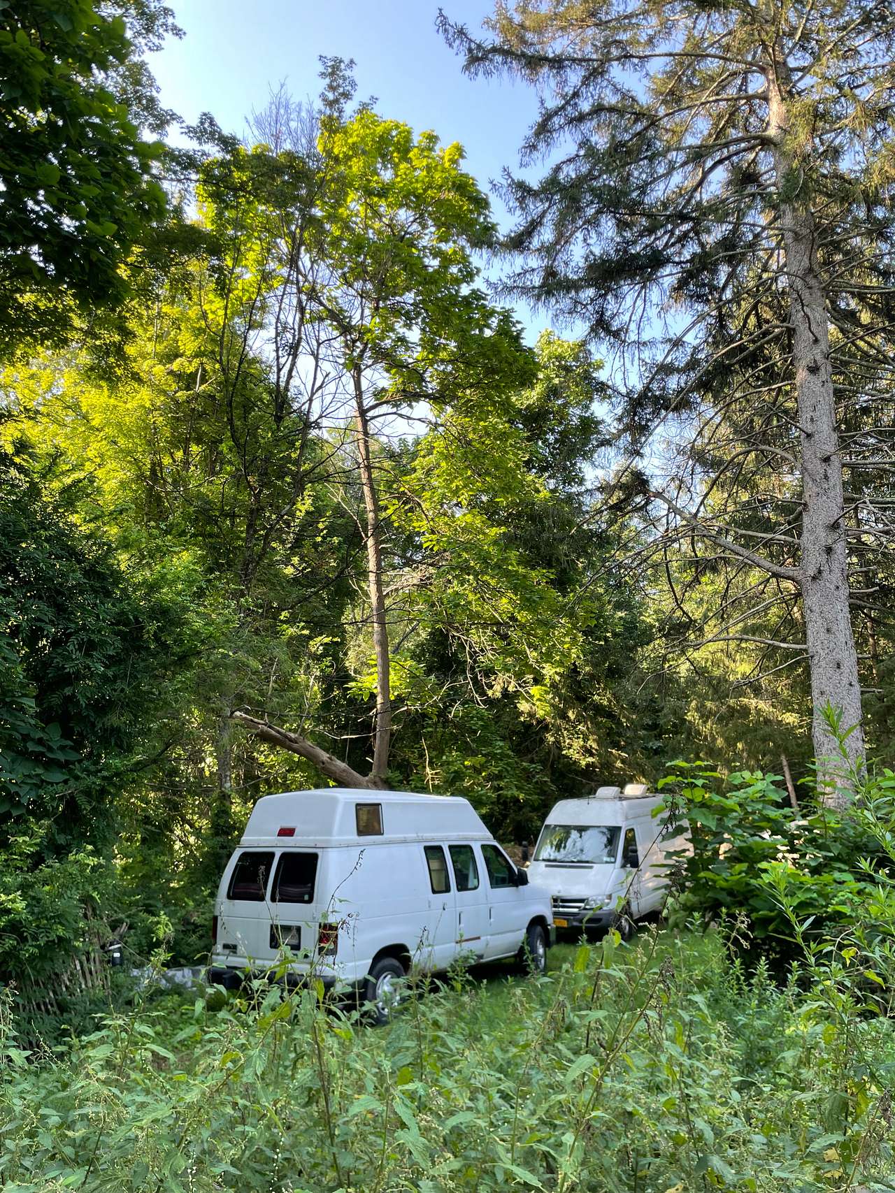 Woodland Homestead Near Kingston