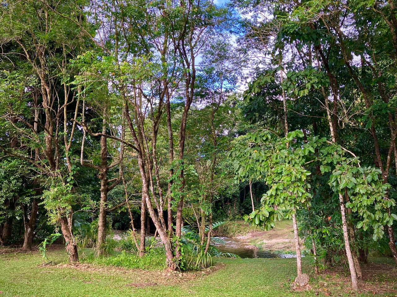Figtree Creek Oasis