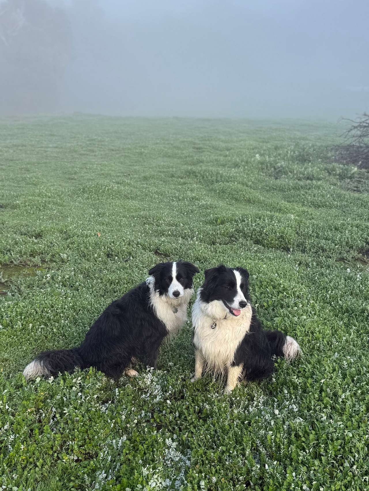 Bunyip Meadows