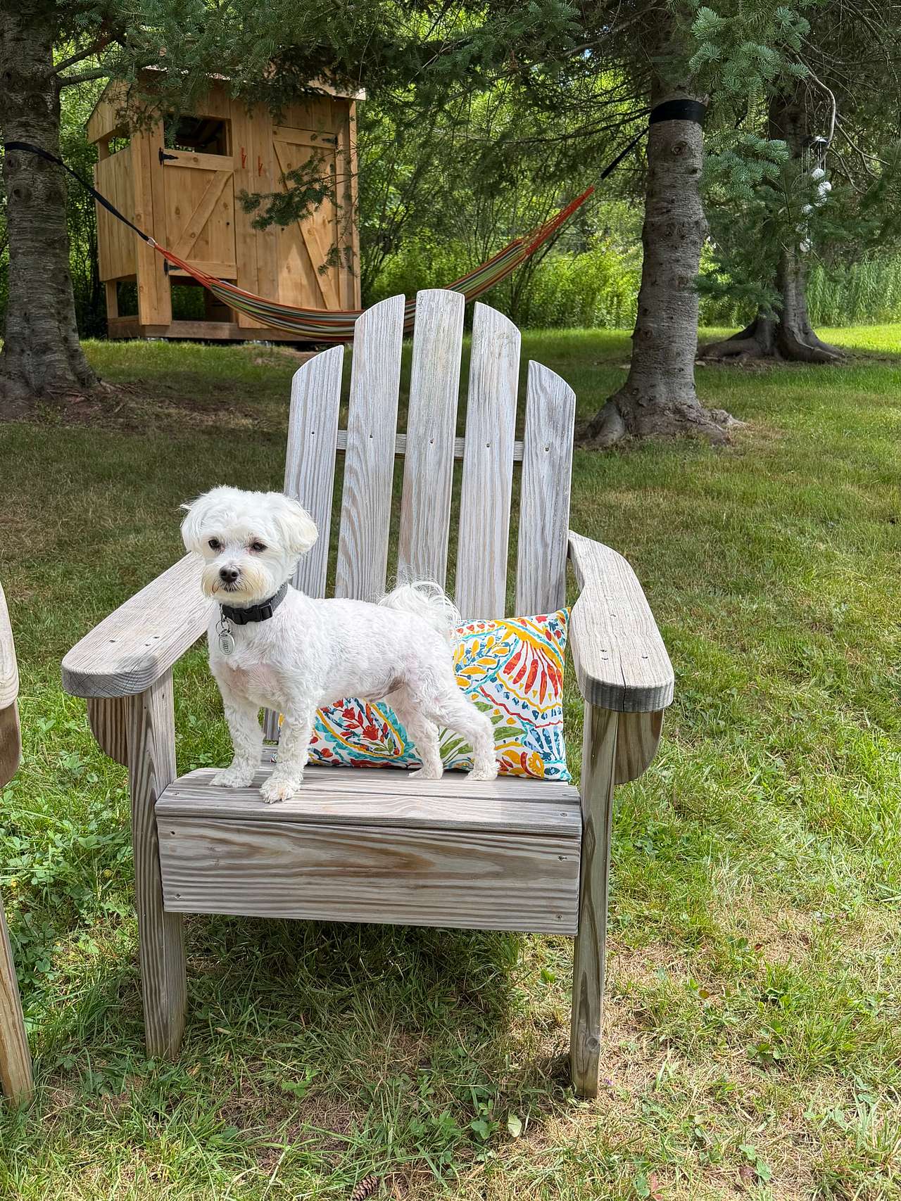 Are we dog friendly? Yes!
