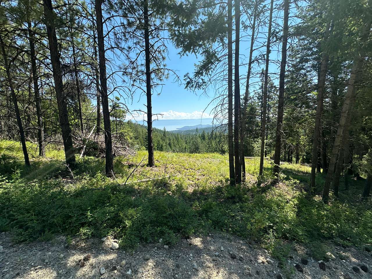 Bierney Creek Forest Campsite