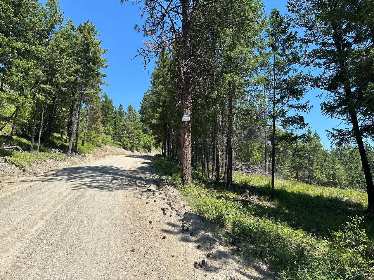 Bierney Creek Forest Campsite