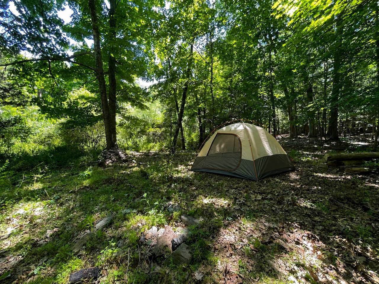 Shady Forest Campsite in Summer (Tent example)