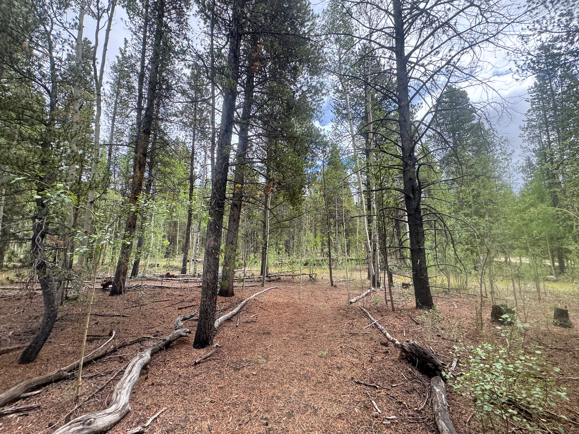 Trail