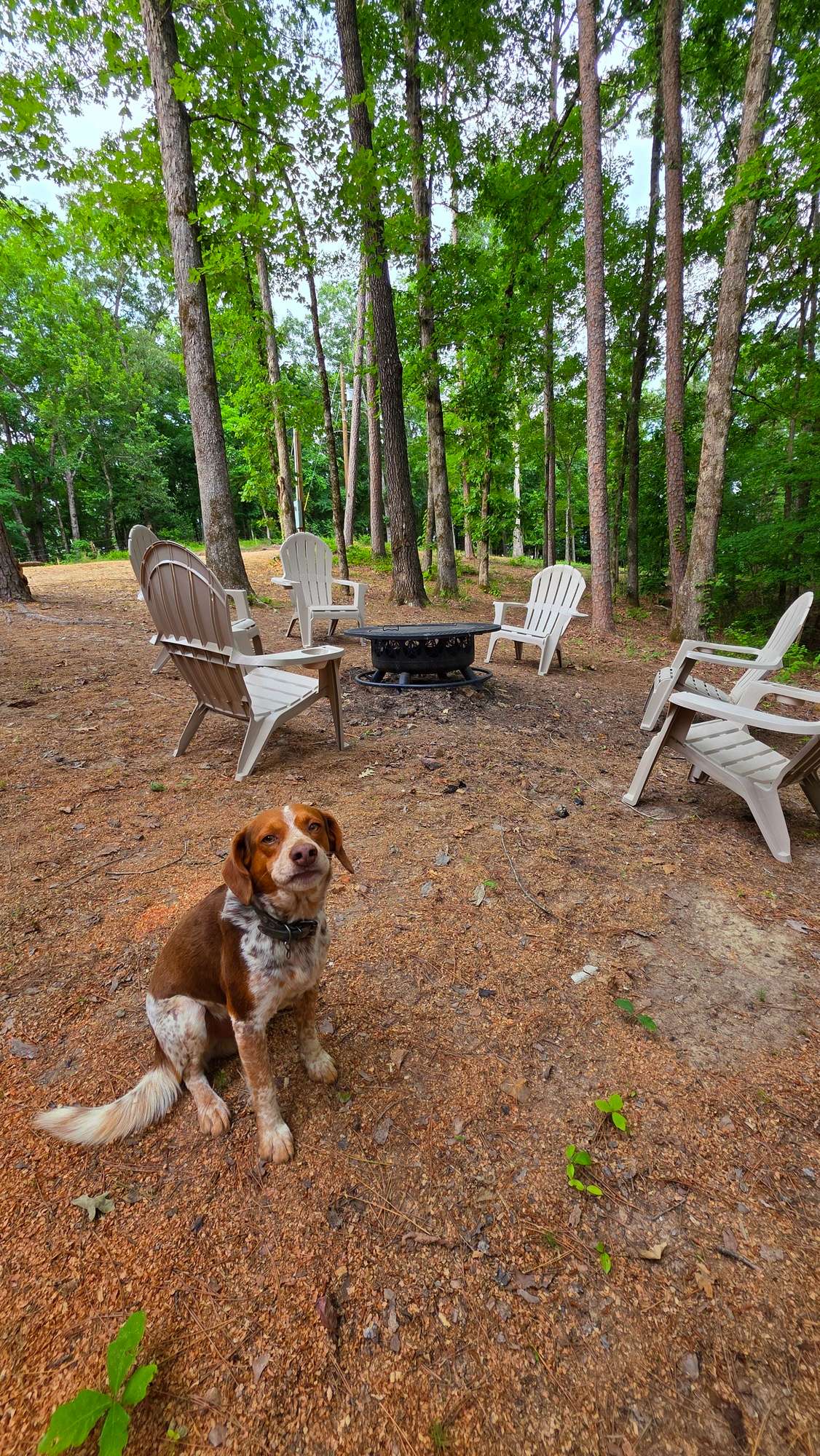 Fancy Hill Cabins and RV Park LLC