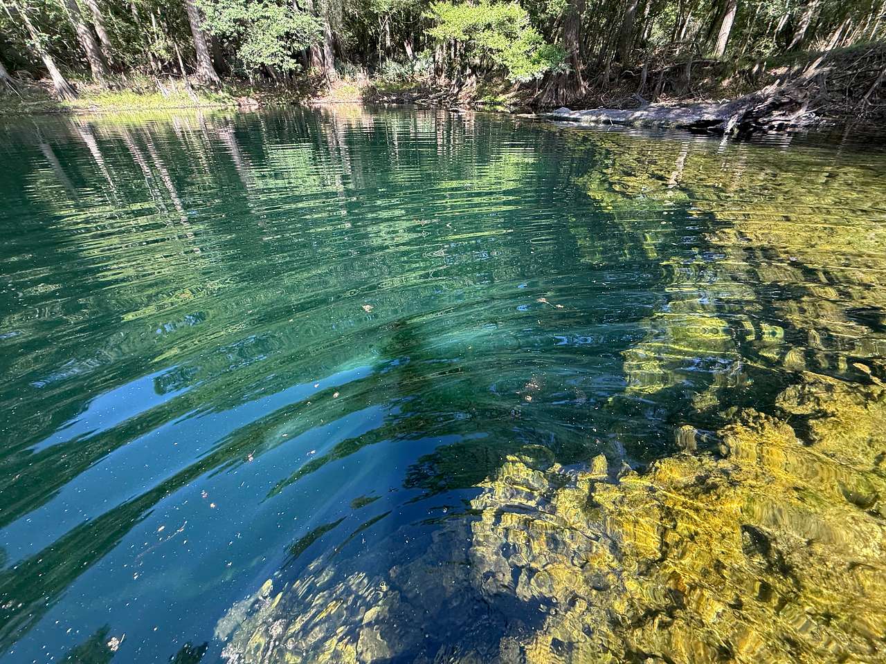 Treehouse Springs