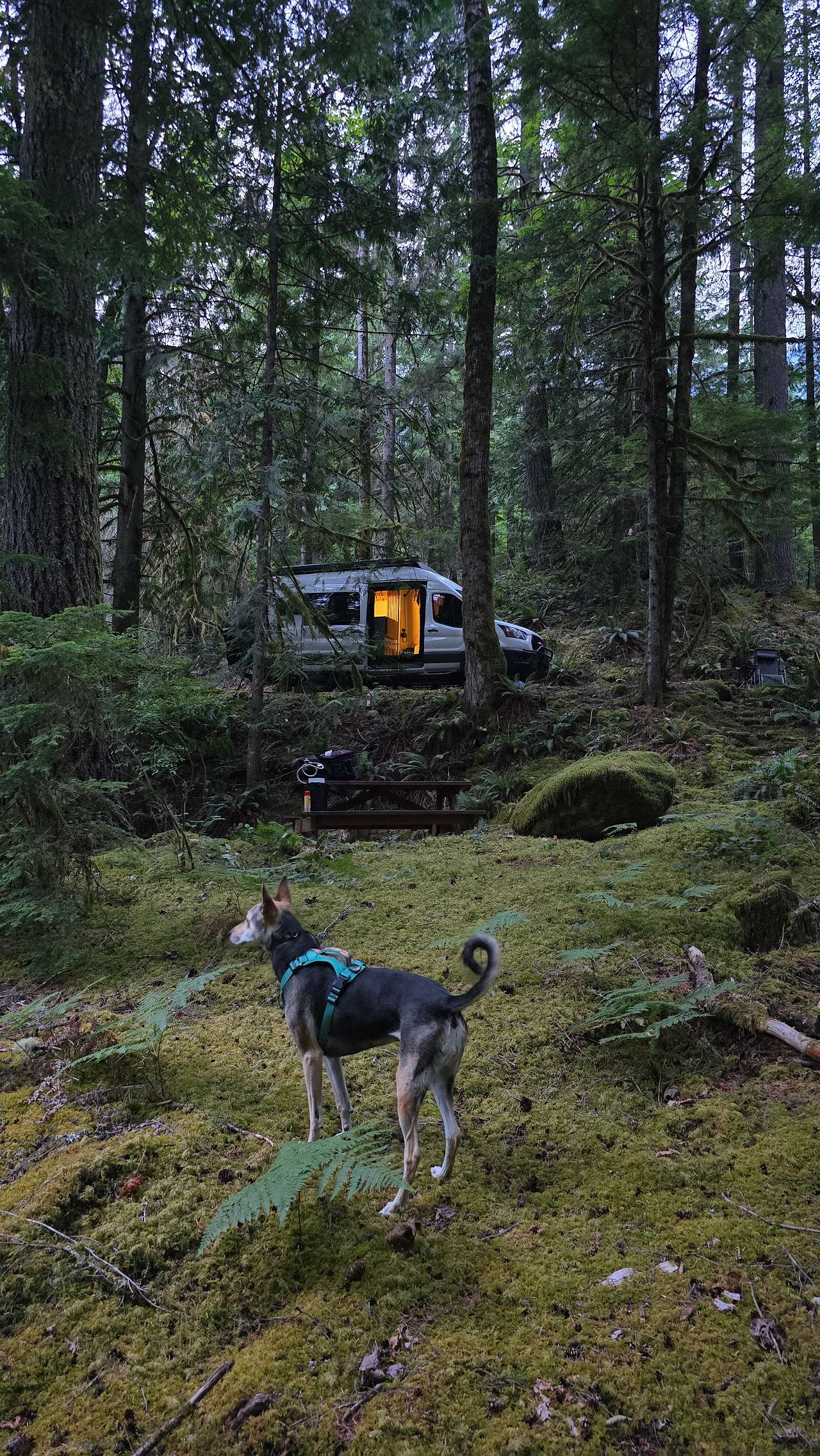 Azila's Mossy Grove - North Cascades Basecamp