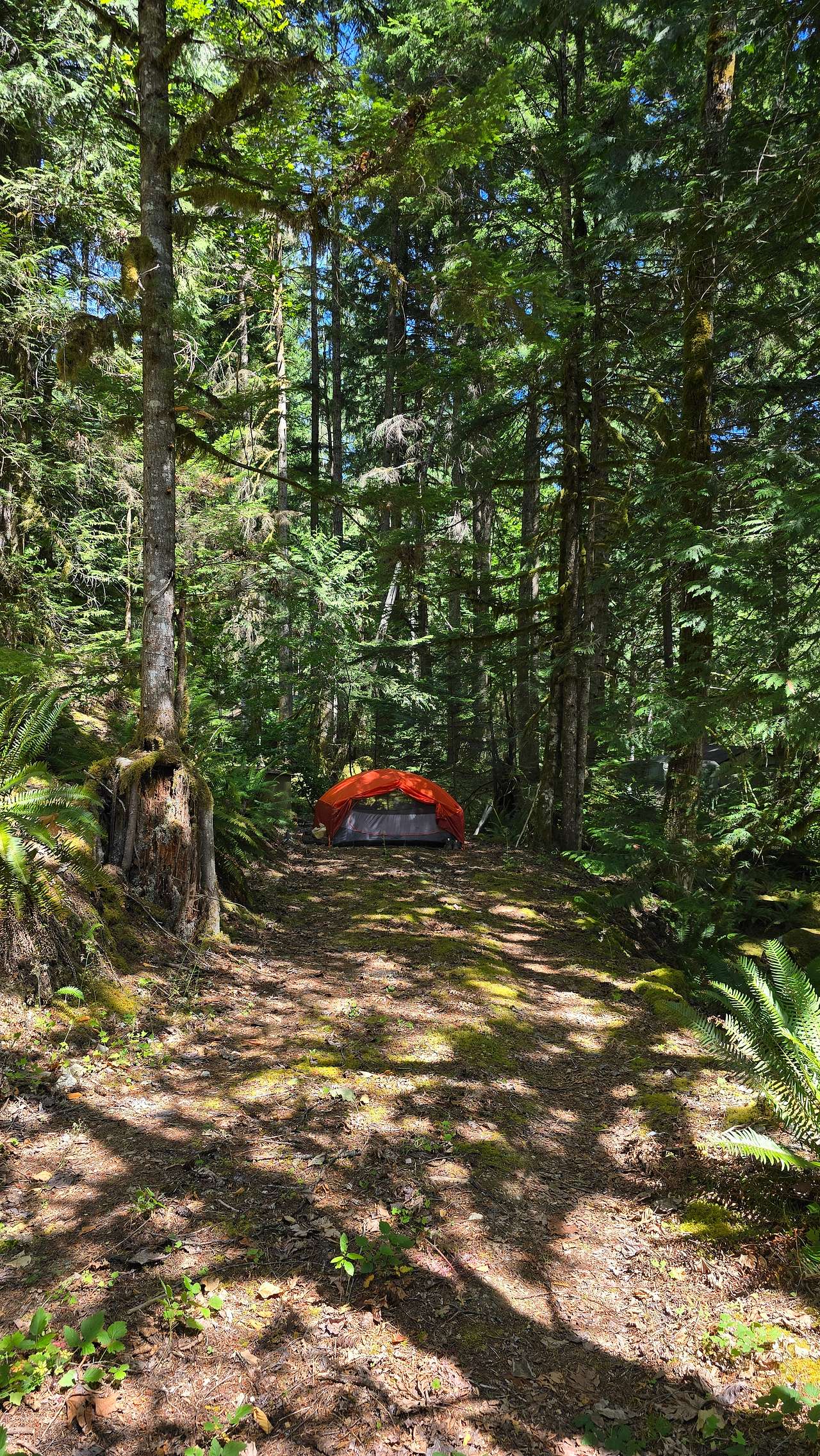 Azila's Mossy Grove - North Cascades Basecamp