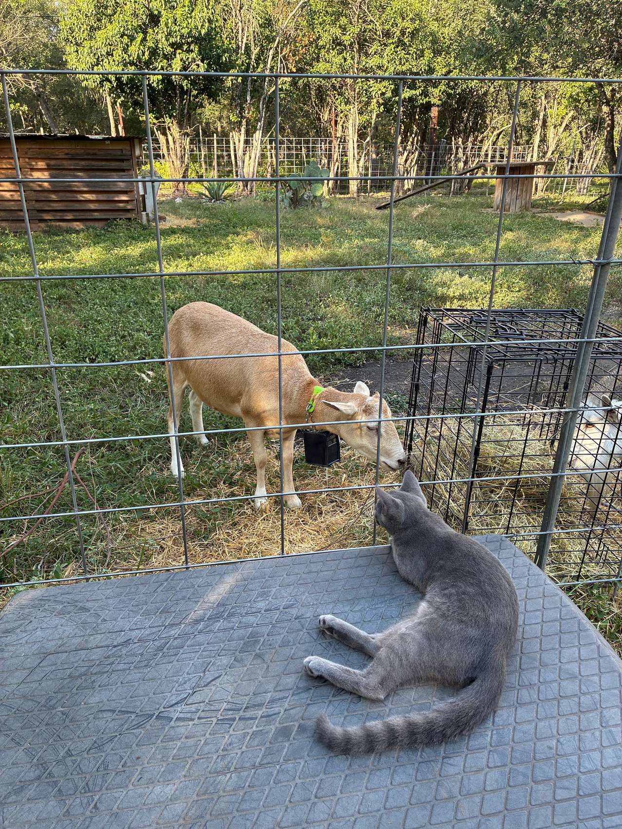 Stonehouse Ranch - Farm Experience