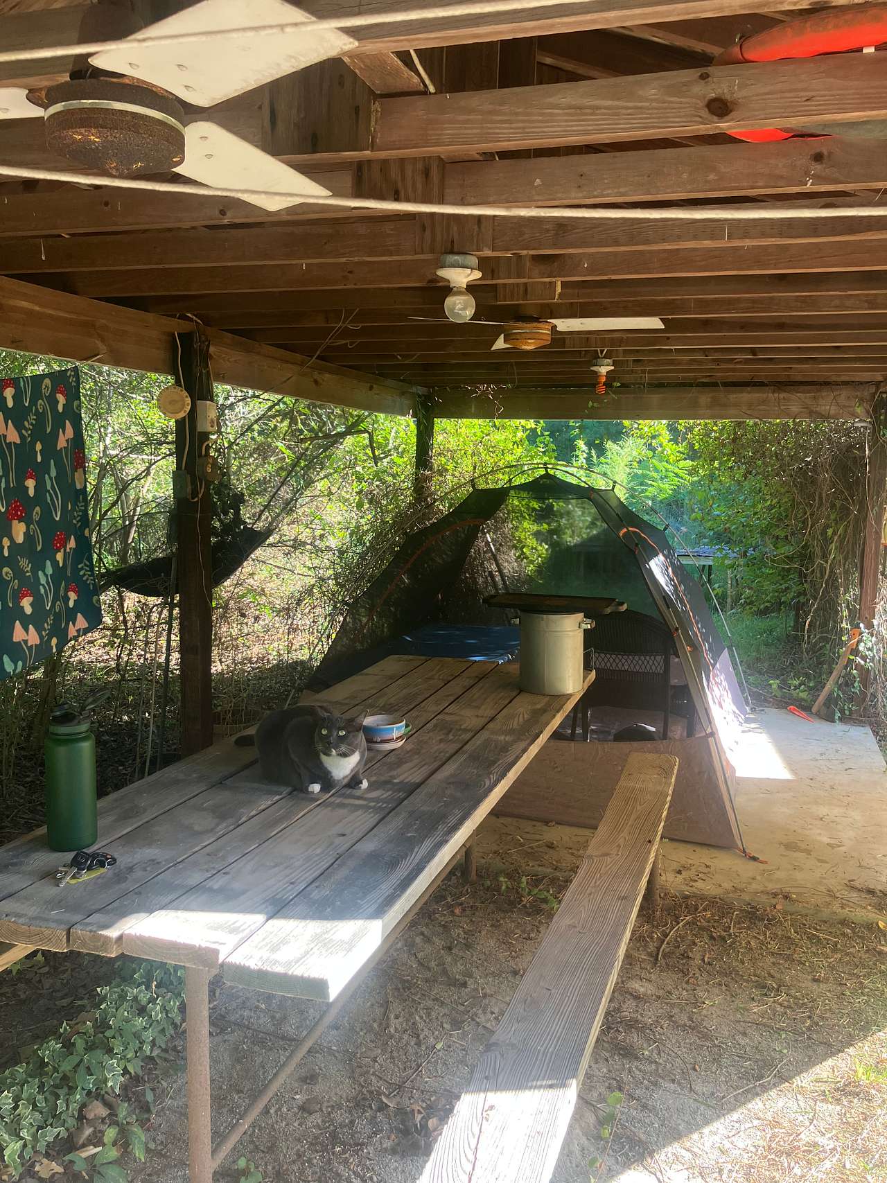 Brat Cat Farm