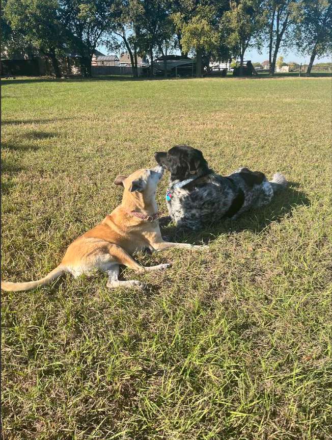 Private Off-Leash Dog Haven 5 min walk from Lake Launch Ramp