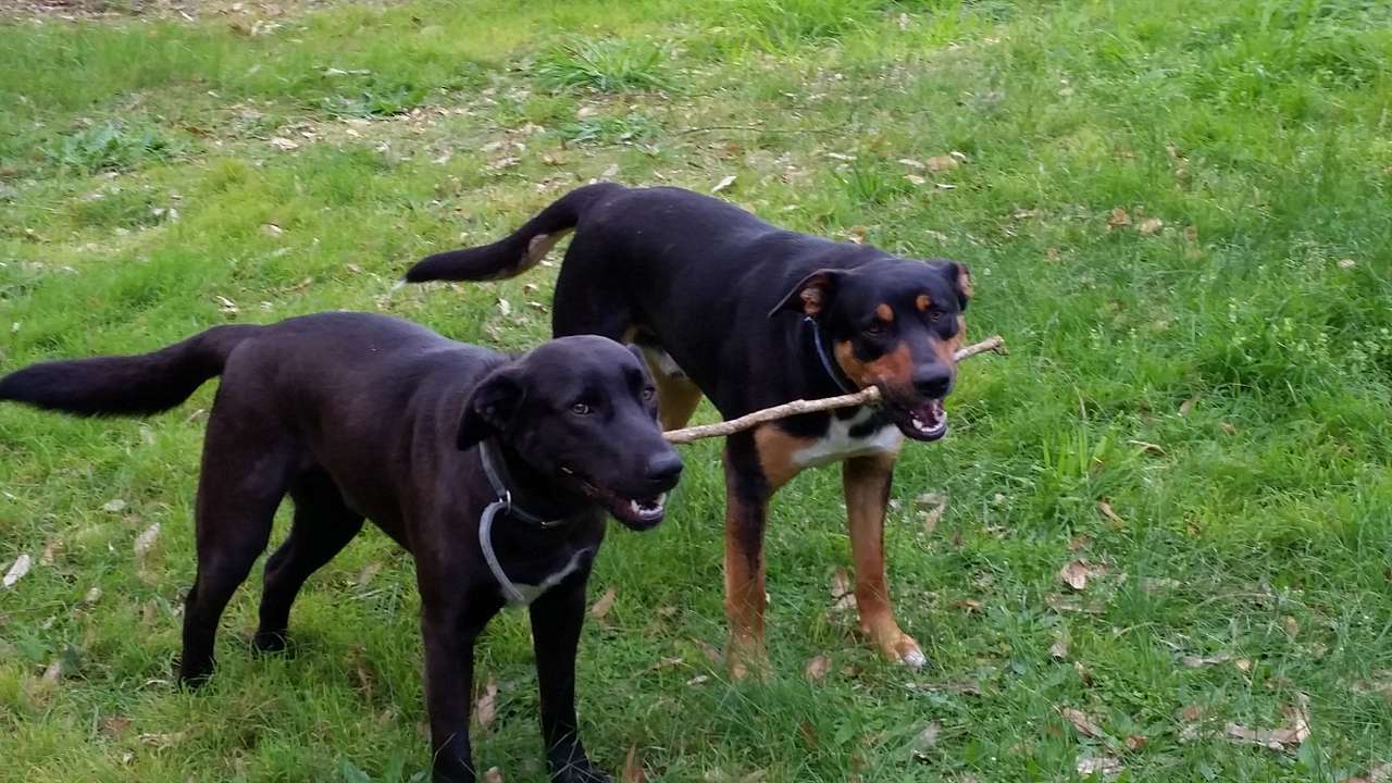 The boys love visitors!