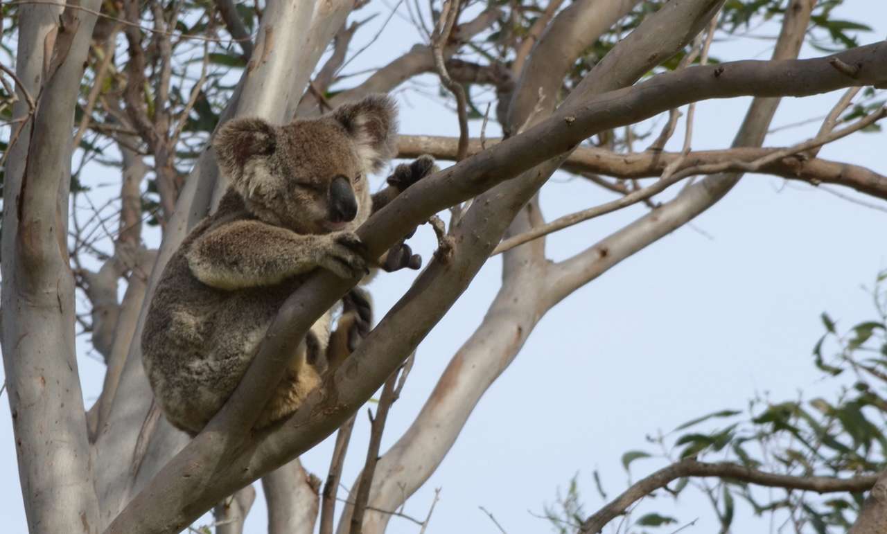 One of our Koalas 