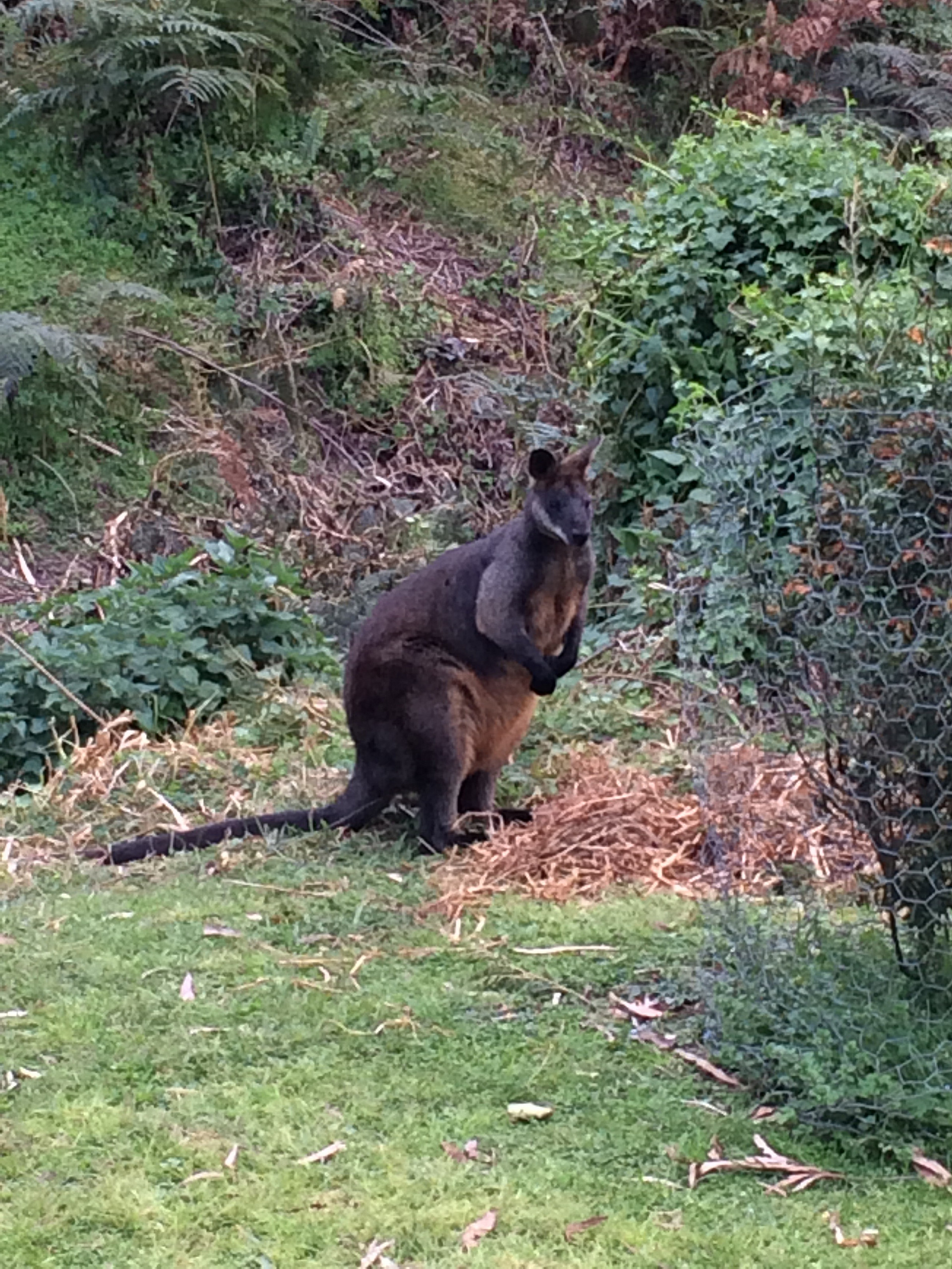 swamp wallaby
