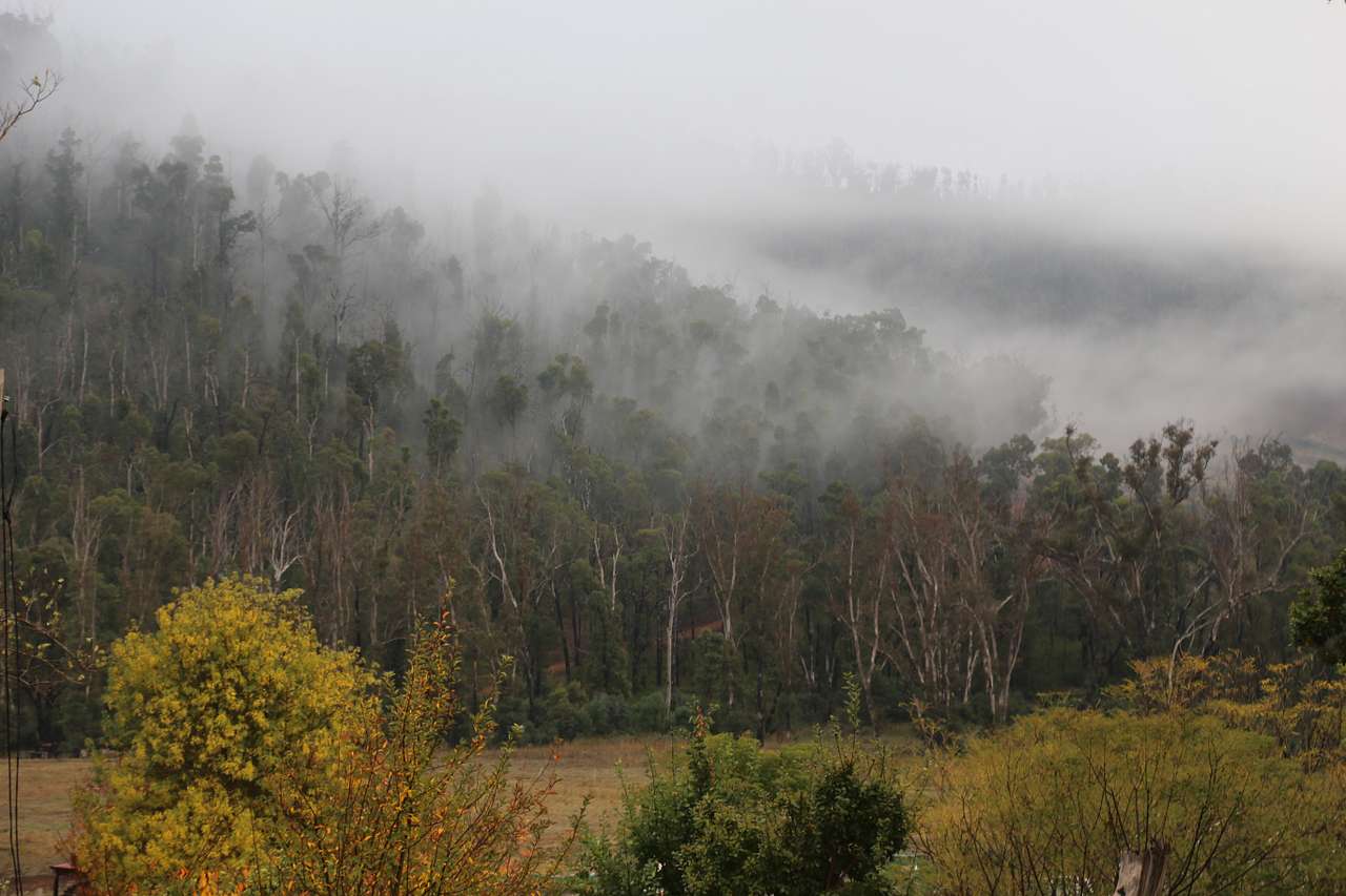 Cool misty mornings