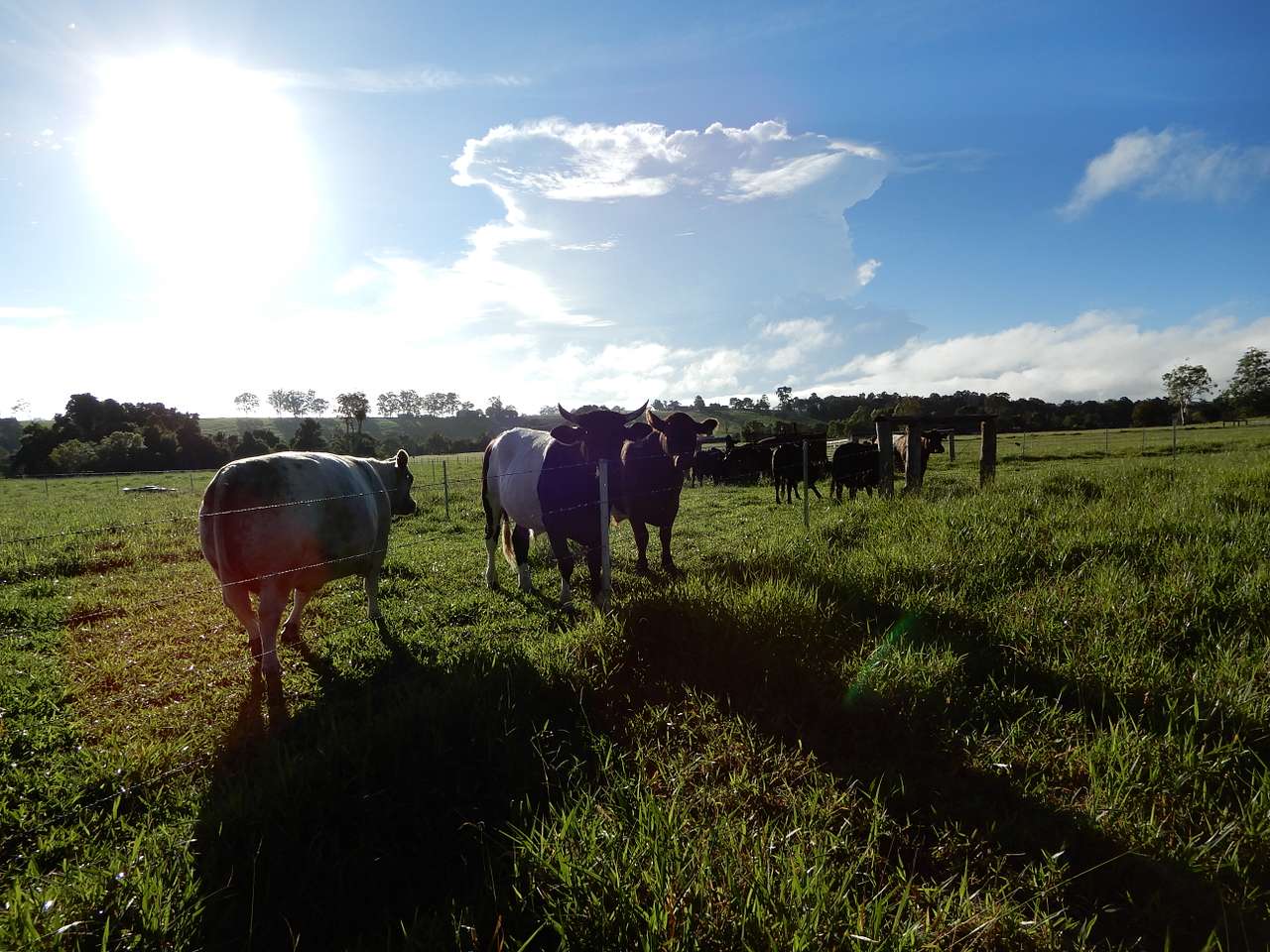 Old Mates Country