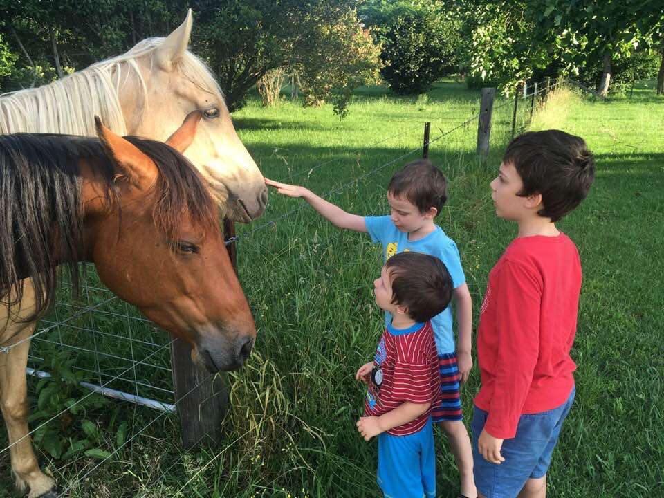 Patting the neighbours horses.