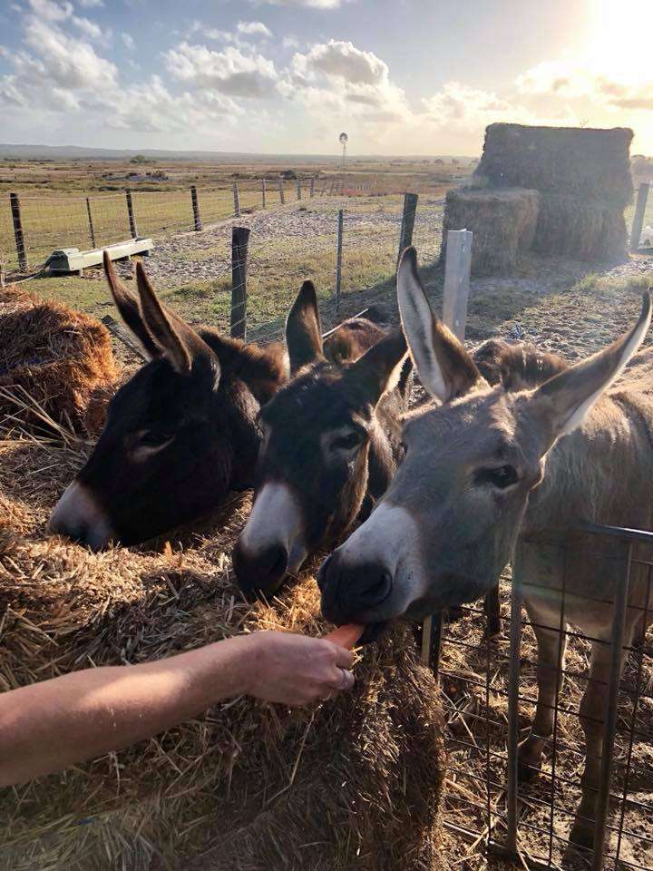 Plenty of animal fun