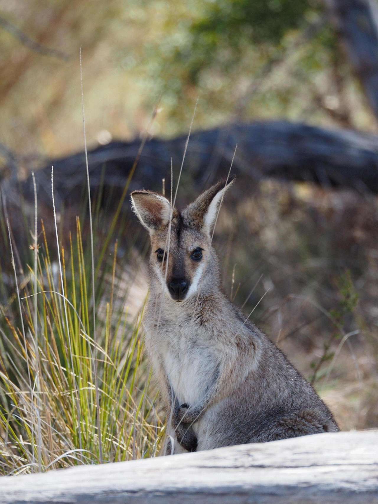 Jindalee Bush camping