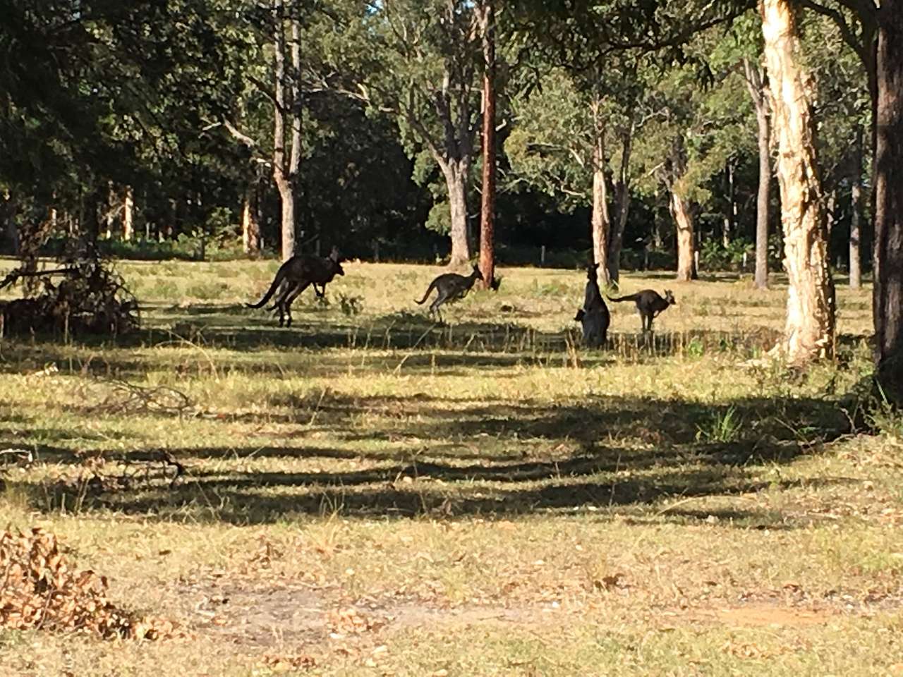 Lots of kangaroos 