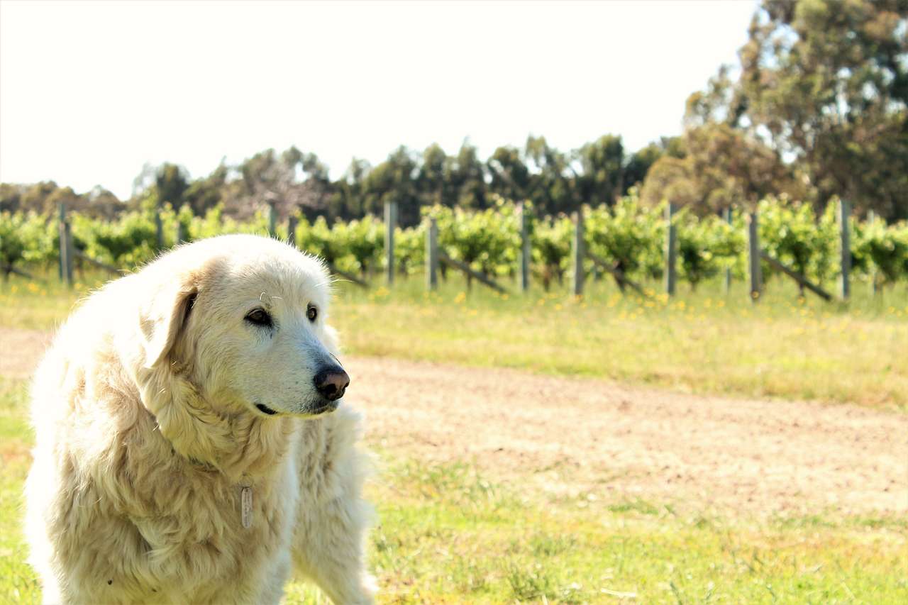 local security "Ella"