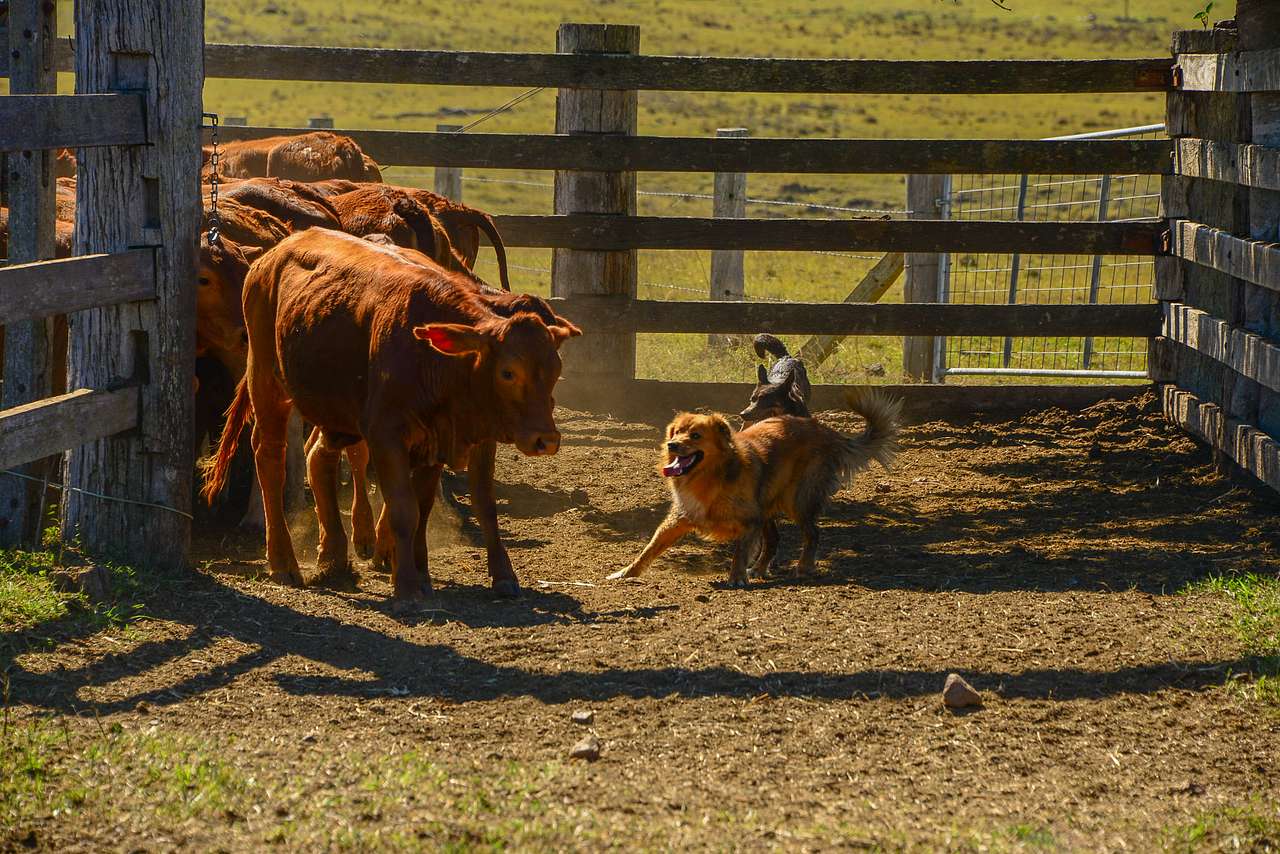 Working dog demonstration
