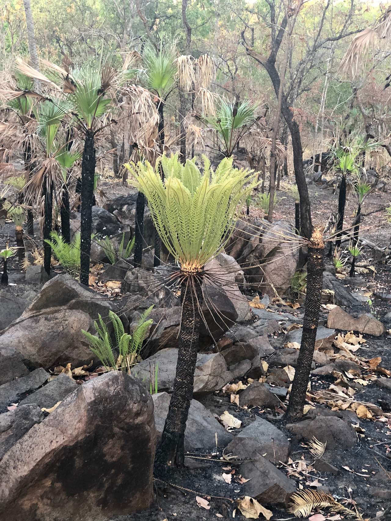 native cycads 