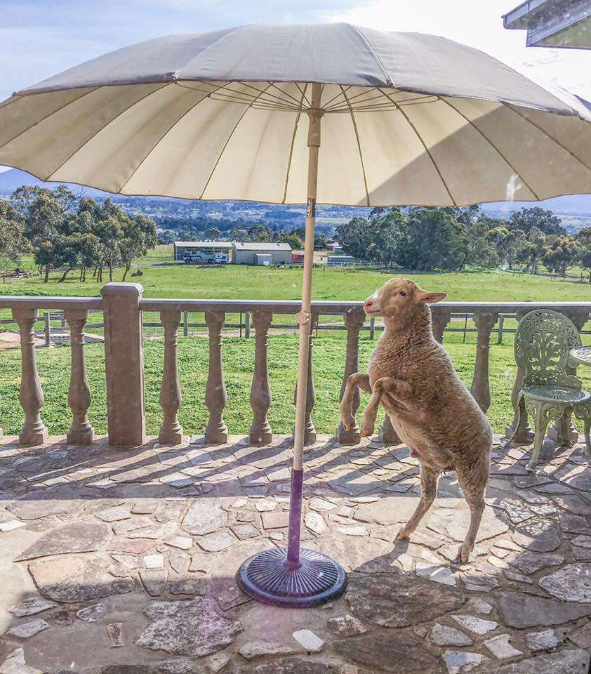 Galahad's Animal Sanctuary and B&B