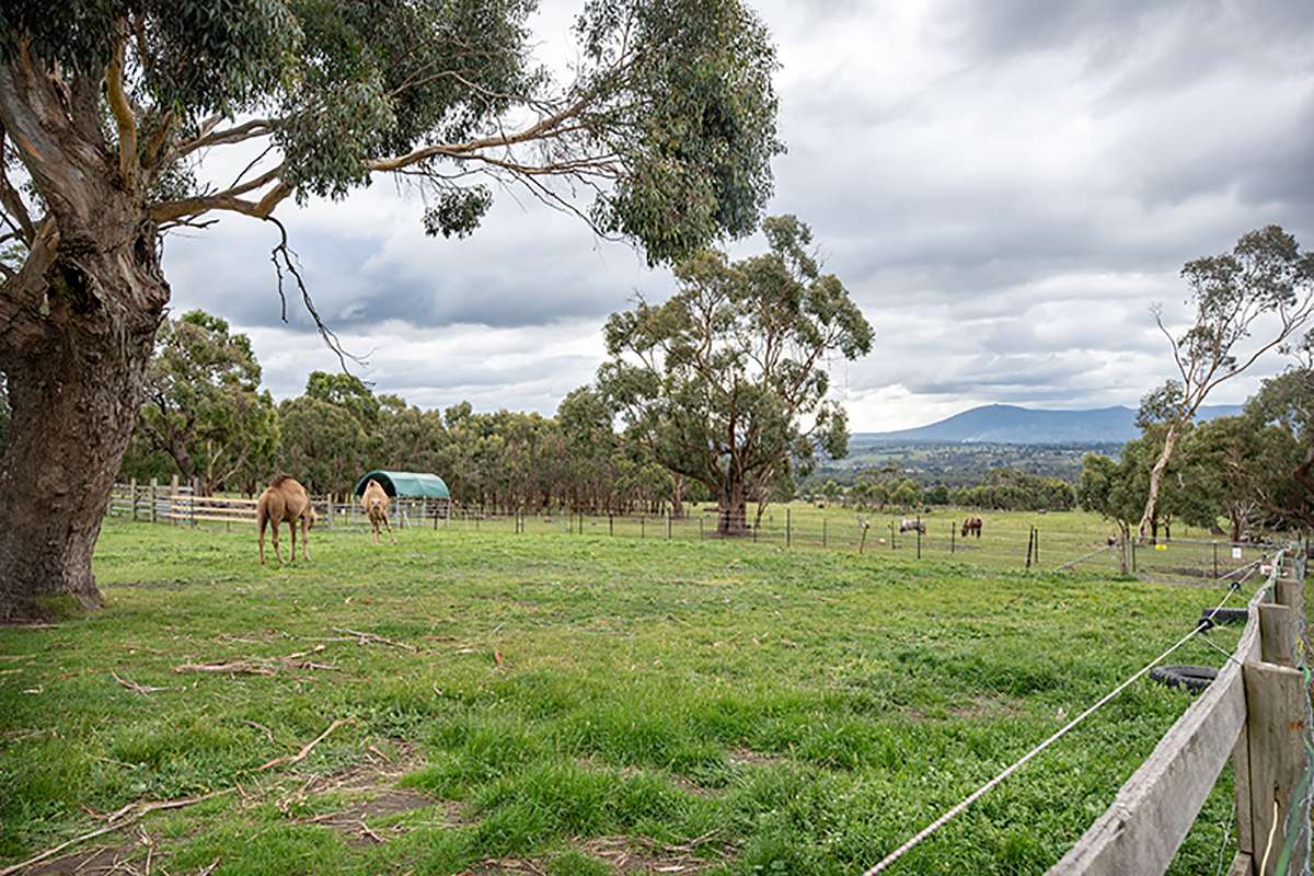 Galahad's Animal Sanctuary and B&B