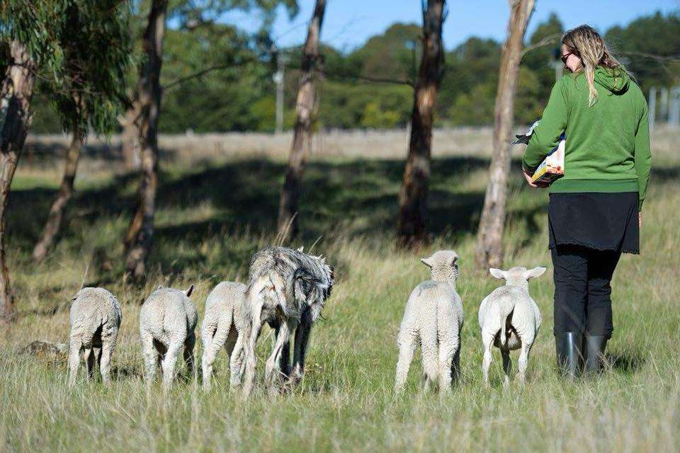 Galahad's Animal Sanctuary and B&B