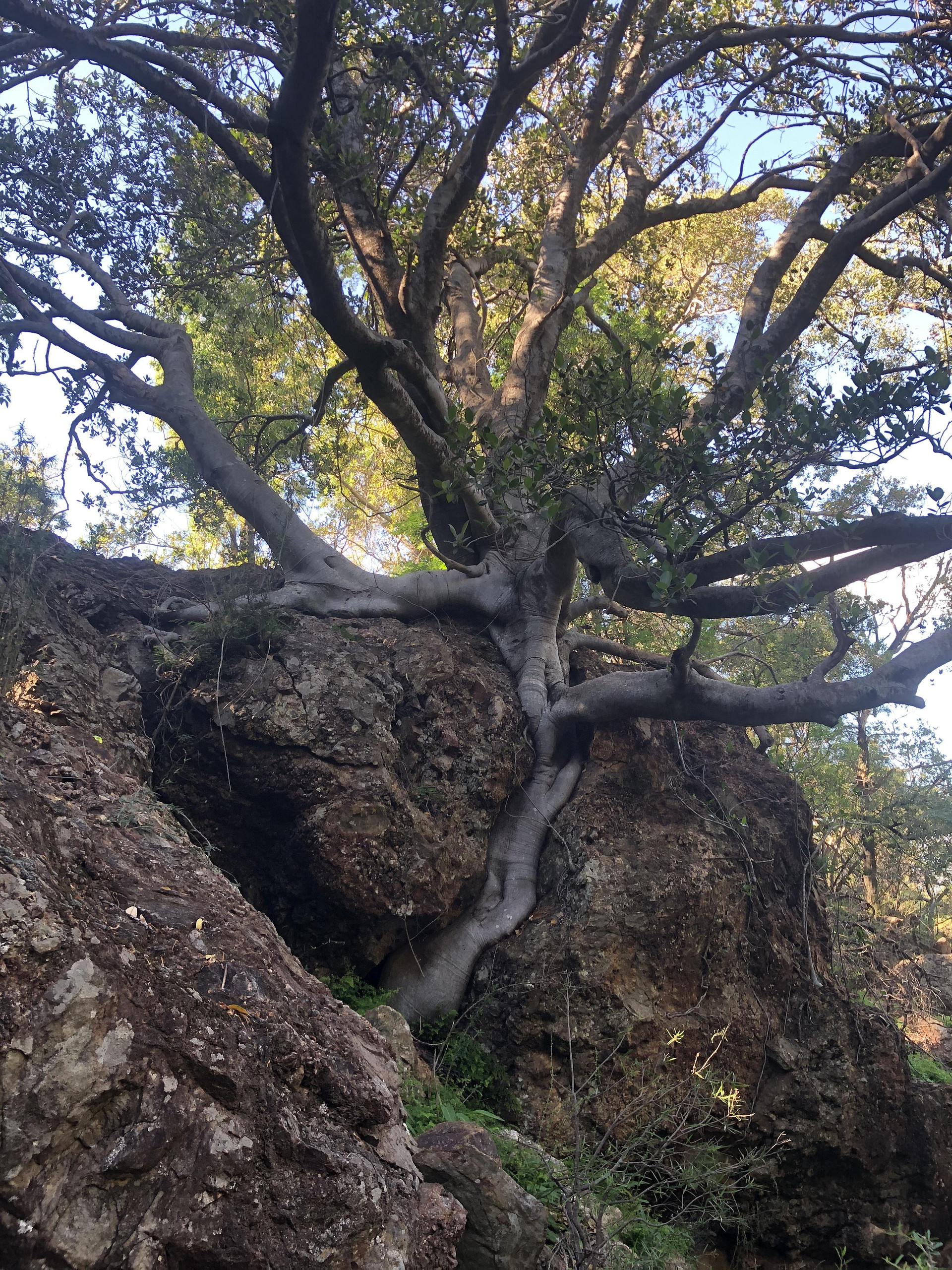 Mt Terrace